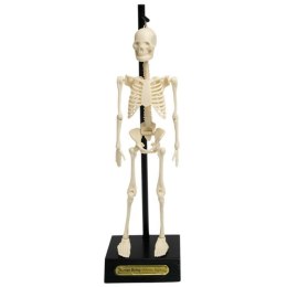 Anatomiczny model szkieletu, Rex London